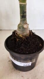 ENXERTO 12414 – 20cm (cor LM 618) - Imagem 5