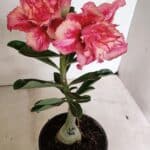 ENXERTO 12415 – 20cm (cor LM 402)