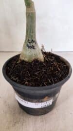 ENXERTO 12415 – 20cm (cor LM 402) - Imagem 7