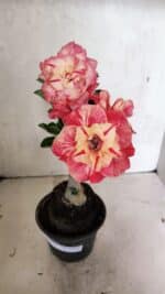 ENXERTO 12416 – 22cm (cor LM 582) - Imagem 2