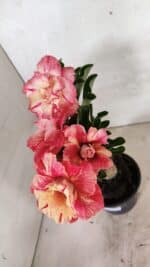 ENXERTO 12416 – 22cm (cor LM 582) - Imagem 3