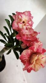 ENXERTO 12416 – 22cm (cor LM 582) - Imagem 5