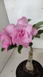 ENXERTO 12417 – 22cm (cor LM 08) - Imagem 3