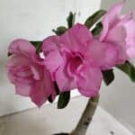 ENXERTO 12417 – 22cm (cor LM 08)