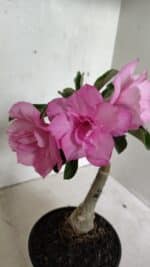 ENXERTO 12417 – 22cm (cor LM 08)