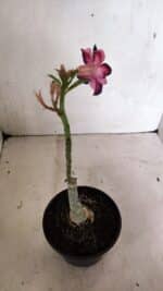 ENXERTO 12418 – 20cm (cor LM 989) iD: Estrela Purpura - Imagem 4