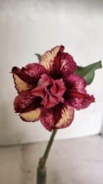 ENXERTO 12419 – 20cm (cor LM 362)