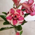 ENXERTO 12420 – 22cm (cor LM 491)