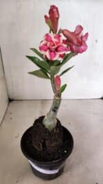 ENXERTO 12420 – 22cm (cor LM 491) - Imagem 6