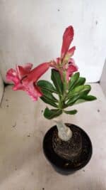 ENXERTO 12420 – 22cm (cor LM 491) - Imagem 4