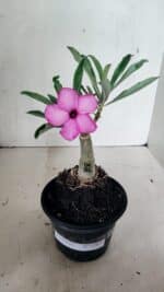 ENXERTO 12421 – 20cm (cor LM 512)