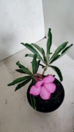 ENXERTO 12421 – 20cm (cor LM 512) - Imagem 4