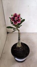 ENXERTO 12423 – 20cm (cor LM 976) - Imagem 2