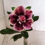 ENXERTO 12423 – 20cm (cor LM 976)