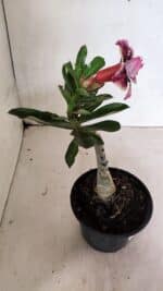 ENXERTO 12423 – 20cm (cor LM 976) - Imagem 6