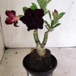 ENXERTO 12424 – 22cm (cor LM 232)