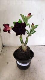 ENXERTO 12424 – 22cm (cor LM 232)