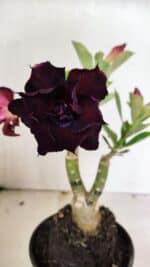 ENXERTO 12424 – 22cm (cor LM 232) - Imagem 3