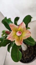 ENXERTO 12425 – 20cm (cor LM 1013)