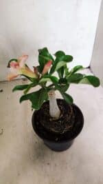 ENXERTO 12425 – 20cm (cor LM 1013) - Imagem 5