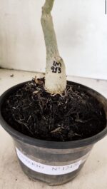 ENXERTO 12426 – 20cm (cor LM 913) - Imagem 5