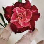 ENXERTO 12426 – 20cm (cor LM 913)