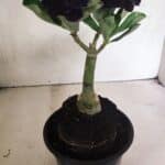 ENXERTO 12428 – 20cm (cor LM 425)