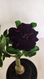 ENXERTO 12428 – 20cm (cor LM 425) - Imagem 3