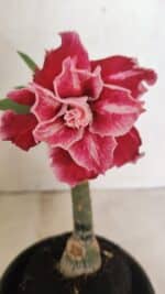 ENXERTO 12429 – 20cm (cor LM 850)