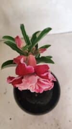 ENXERTO 12429 – 20cm (cor LM 850) - Imagem 4