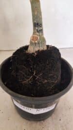 ENXERTO 12429 – 20cm (cor LM 850) - Imagem 7