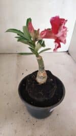 ENXERTO 12429 – 20cm (cor LM 850) - Imagem 5