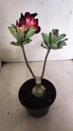 ENXERTO 12430 – 25cm (cor LM 1003) - Imagem 5