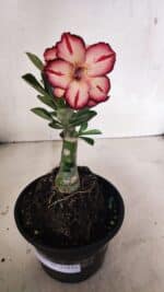 ENXERTO 12431 – 20cm (cor LM 914) - Imagem 2