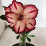 ENXERTO 12431 – 20cm (cor LM 914)