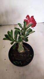 ENXERTO 12431 – 20cm (cor LM 914) - Imagem 5