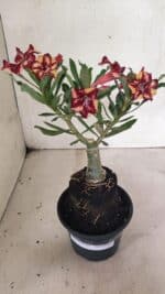 ENXERTO 12432 – 25cm (cor LM 1005) - Imagem 2