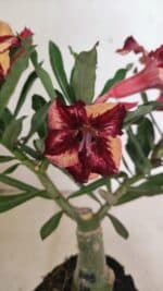 ENXERTO 12432 – 25cm (cor LM 1005) - Imagem 4