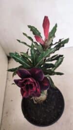 ENXERTO 12433 – 20cm (cor LM 992) - Imagem 4