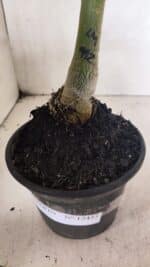 ENXERTO 12433 – 20cm (cor LM 992) - Imagem 7