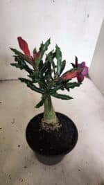 ENXERTO 12433 – 20cm (cor LM 992) - Imagem 6