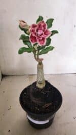 ENXERTO 12435 – 20cm (cor LM 977) - Imagem 2