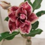 ENXERTO 12435 – 20cm (cor LM 977)