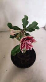 ENXERTO 12435 – 20cm (cor LM 977) - Imagem 4