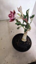 ENXERTO 12435 – 20cm (cor LM 977) - Imagem 6