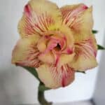 ENXERTO 12437 – 25cm (cor LM 918)