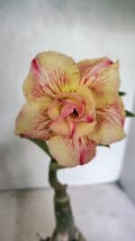 ENXERTO 12437 – 25cm (cor LM 918)