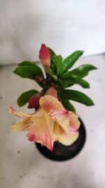 ENXERTO 12437 – 25cm (cor LM 918) - Imagem 4