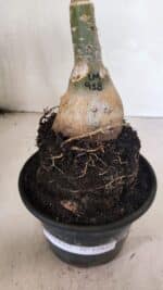 ENXERTO 12437 – 25cm (cor LM 918) - Imagem 7