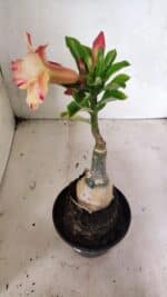 ENXERTO 12437 – 25cm (cor LM 918) - Imagem 5